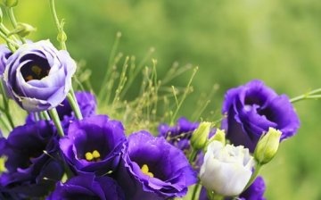 Possible problems when growing eustoma