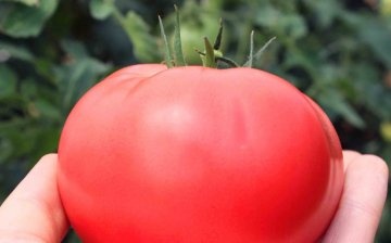 Prednosti krupnoplodne rajčice