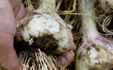 Diseases and pests of garlic
