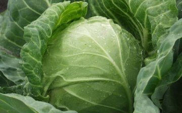 Cabbage: historical background