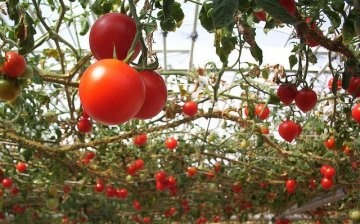 خصائص أخطبوط شجرة الطماطم f1