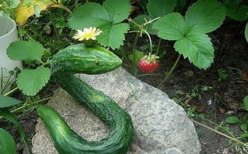 Description and features of cucumber