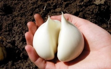 General information about the garlic variety