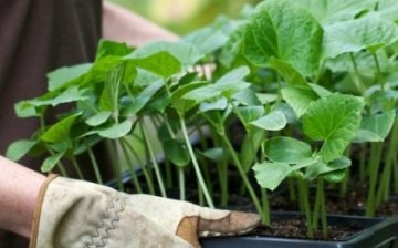 زراعة البذور والاعتناء بالشتلات