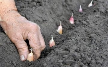 Planting spring garlic: terms and rules