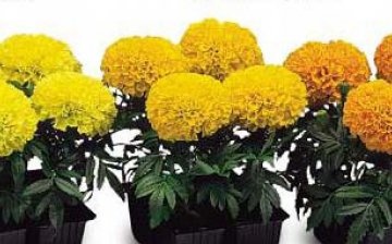 Growing marigolds erect