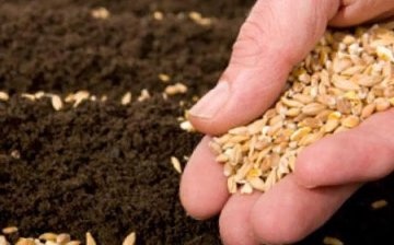 Features of seed preparation