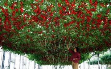 Amateur cultivation of the tomato tree