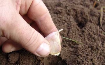Terms and rules for planting winter garlic