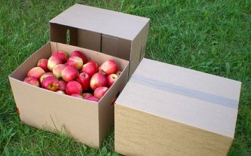 Hogyan lehet almát tartani télig: a legjobb lehetőségek