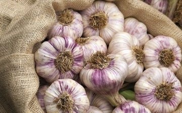 Winter garlic: species description