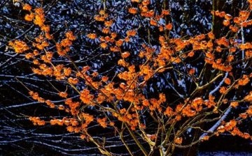 The magical plant witch hazel