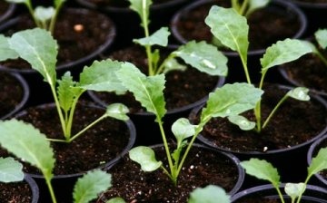 When to sow cabbage for seedlings