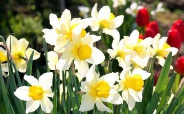 When daffodils bloom