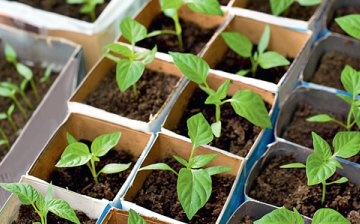 kako saditi papar