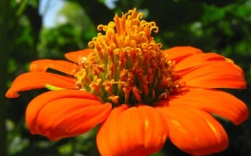 Floarea Tithonia