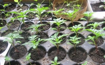 When to sow marigolds for seedlings