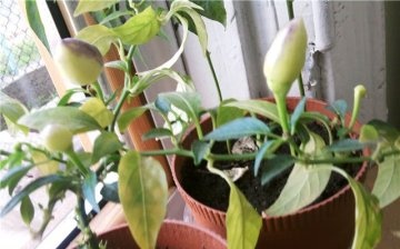 Why pepper seedlings turn yellow