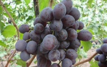 Svédasztalos szőlő
