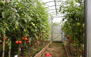 تغذية الطماطم في الدفيئة