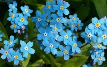 forget-me-nots in the photo