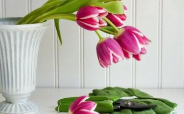 how to store cut tulips