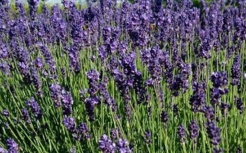 lavender care