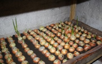 Growing onions in the basement