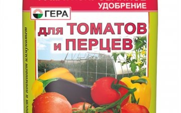 How to feed tomatoes