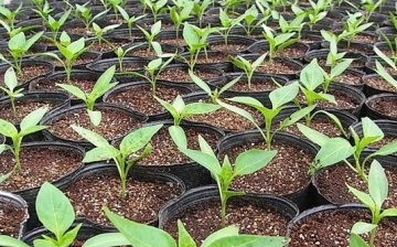 kako saditi papar