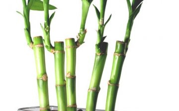 Jak pěstovat bambus