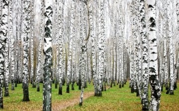 koliko godina živi breza