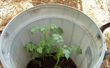 Growing potatoes in a barrel