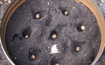 Growing potatoes in a barrel