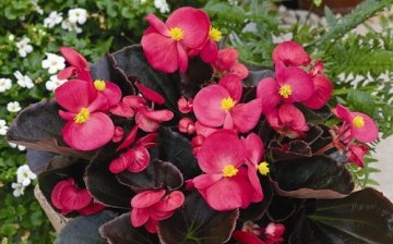 caring for evergreen begonia