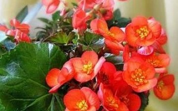 razmnožavanje vječno cvjetajuće begonije