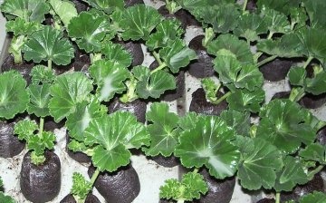 how to grow geranium from seeds