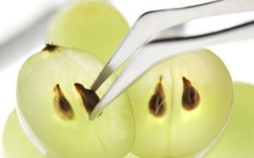 kako uzgajati grožđe iz sjemena