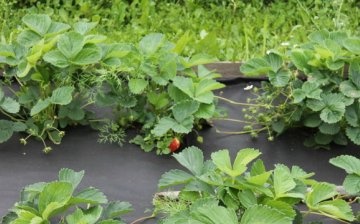 Cum să plantați căpșunile corect