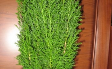 Indoor cypress care