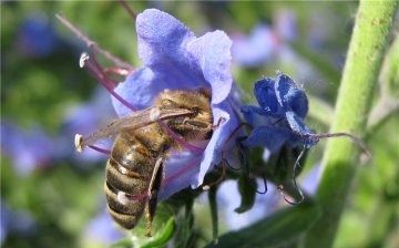 نبات عسل الكدمات