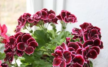 Royal geranium in the photo