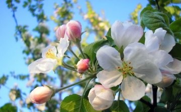 Structura florii mărului