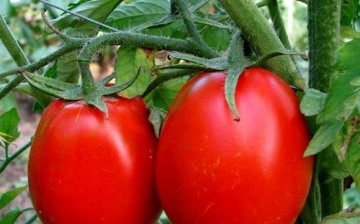 كيفية تغذية الطماطم