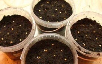 příprava semen pepře na výsadbu