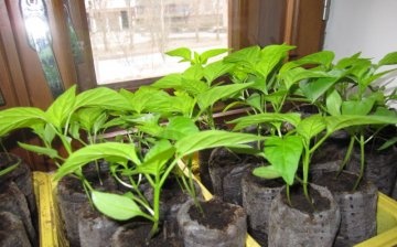When to sow pepper for seedlings