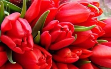 jak skladovat řezané tulipány