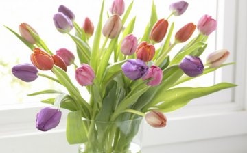 Caring for cut tulips