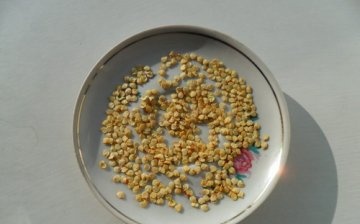 priprema sjemena papra za sadnju