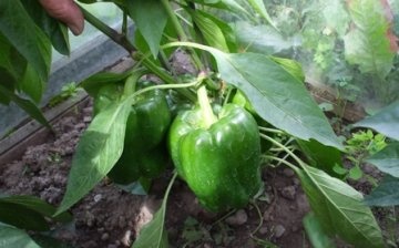 When to plant peppers in the ground